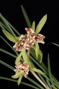 Cymbidium fabari fma. peloric Ding Hong JC/AOS 0 pts.